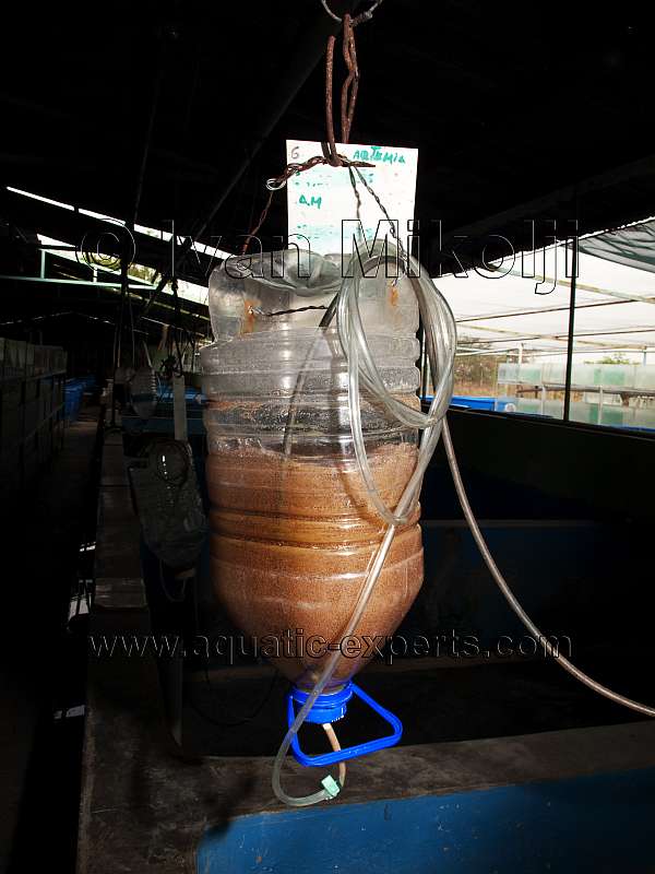 artemias para peces venezuela